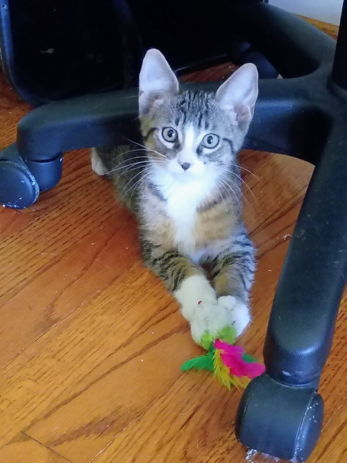 Photo 3 of C327 Litter Mitch (Pending Adoption)