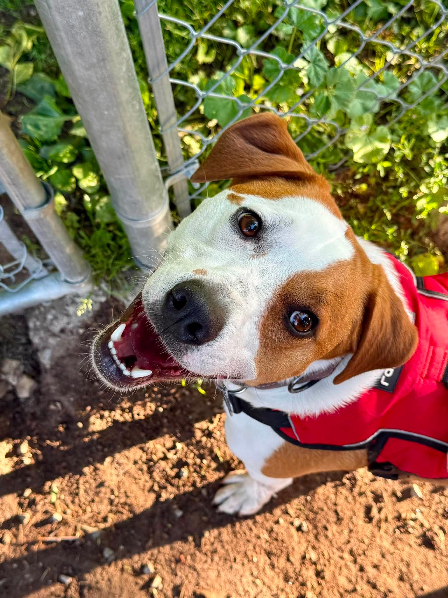 Buddy- adoption pending Image