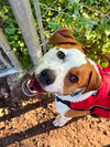 Buddy- adoption pending - Photo 1