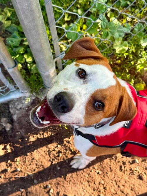 BUDDY- ADOPTION PENDING - Corgi / Jack Russell Terrier available for adoption