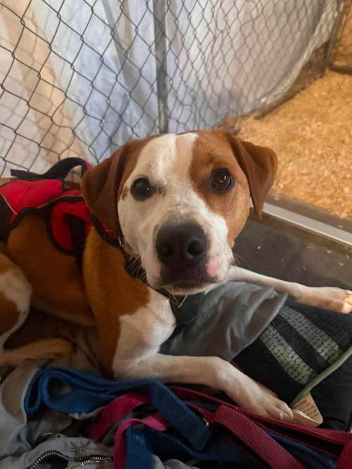 BUDDY- ADOPTION PENDING - Corgi / Jack Russell Terrier available for adoption
