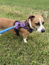 Buddy- adoption pending - Photo 3