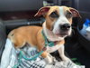 Buddy- adoption pending - Photo 4