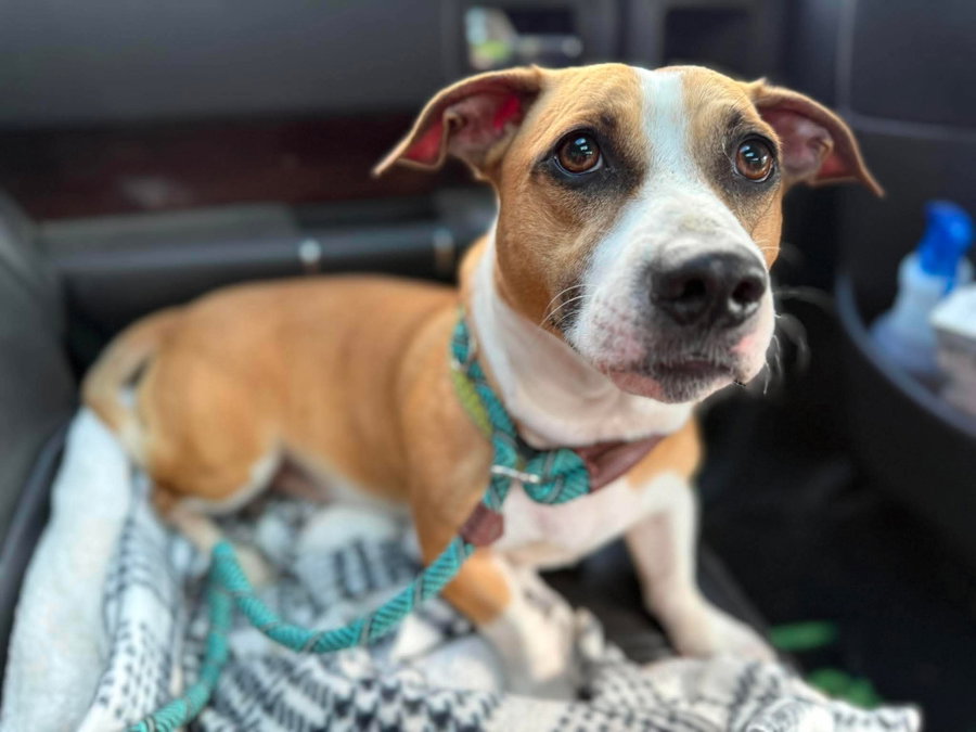 Buddy- adoption pending