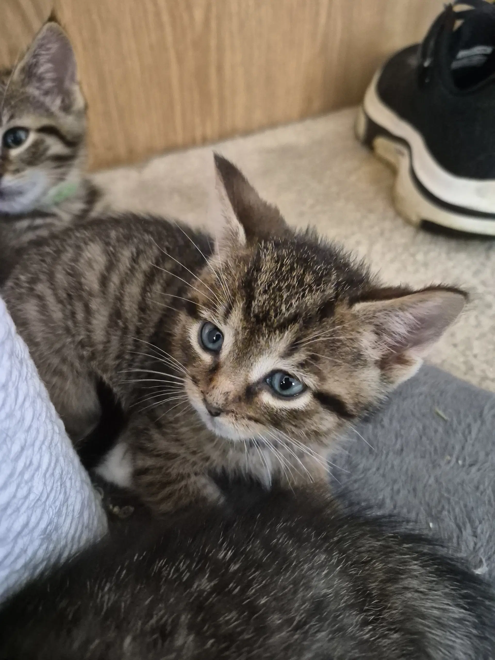 C Litter Jacob - Domestic Short Hair