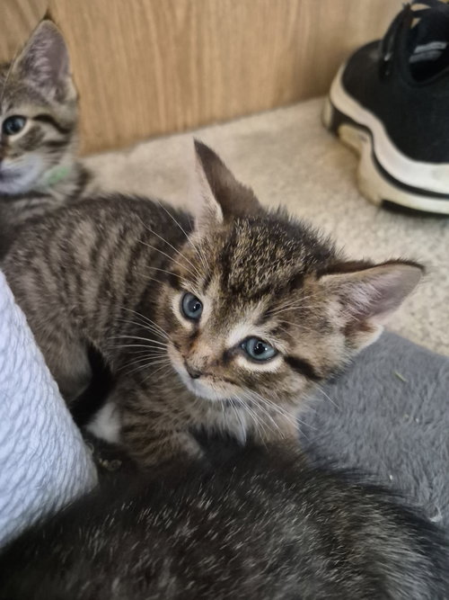 C328 Litter Jacob, an adoptable Domestic Short Hair in Livonia, MI