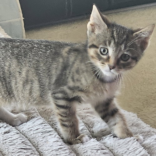 Photo 2 of C328 Litter Jacob [bonded with Meowjic]