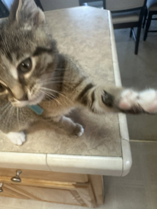 Photo 6 of C328 Litter Jacob [bonded with Meowjic]