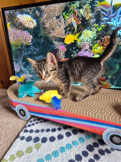 C328 Litter Johnnie, an adoptable Domestic Short Hair in Livonia, MI