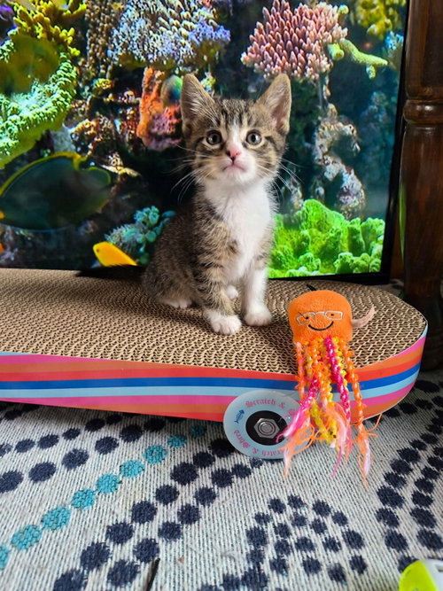 C328 Litter Joey, an adoptable Domestic Short Hair in Livonia, MI