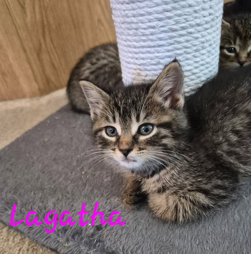 C328 Litter Lagatha, an adoptable Domestic Short Hair in Livonia, MI
