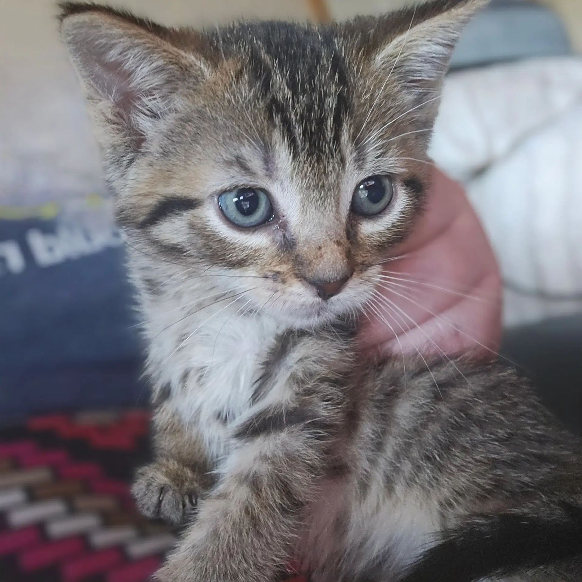 C Litter Meowjic - Domestic Short Hair