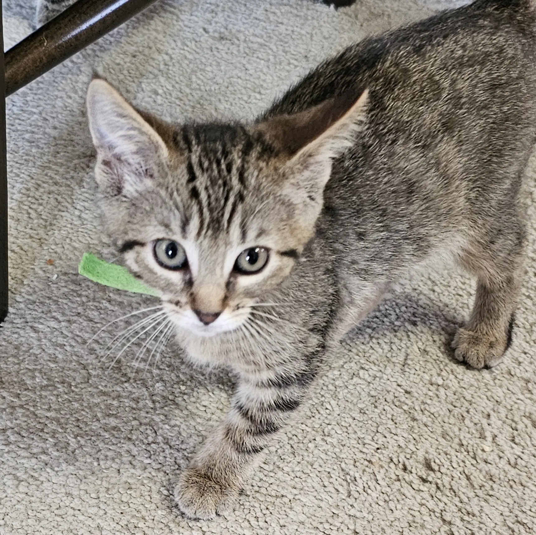 C Litter Meowjic image 4