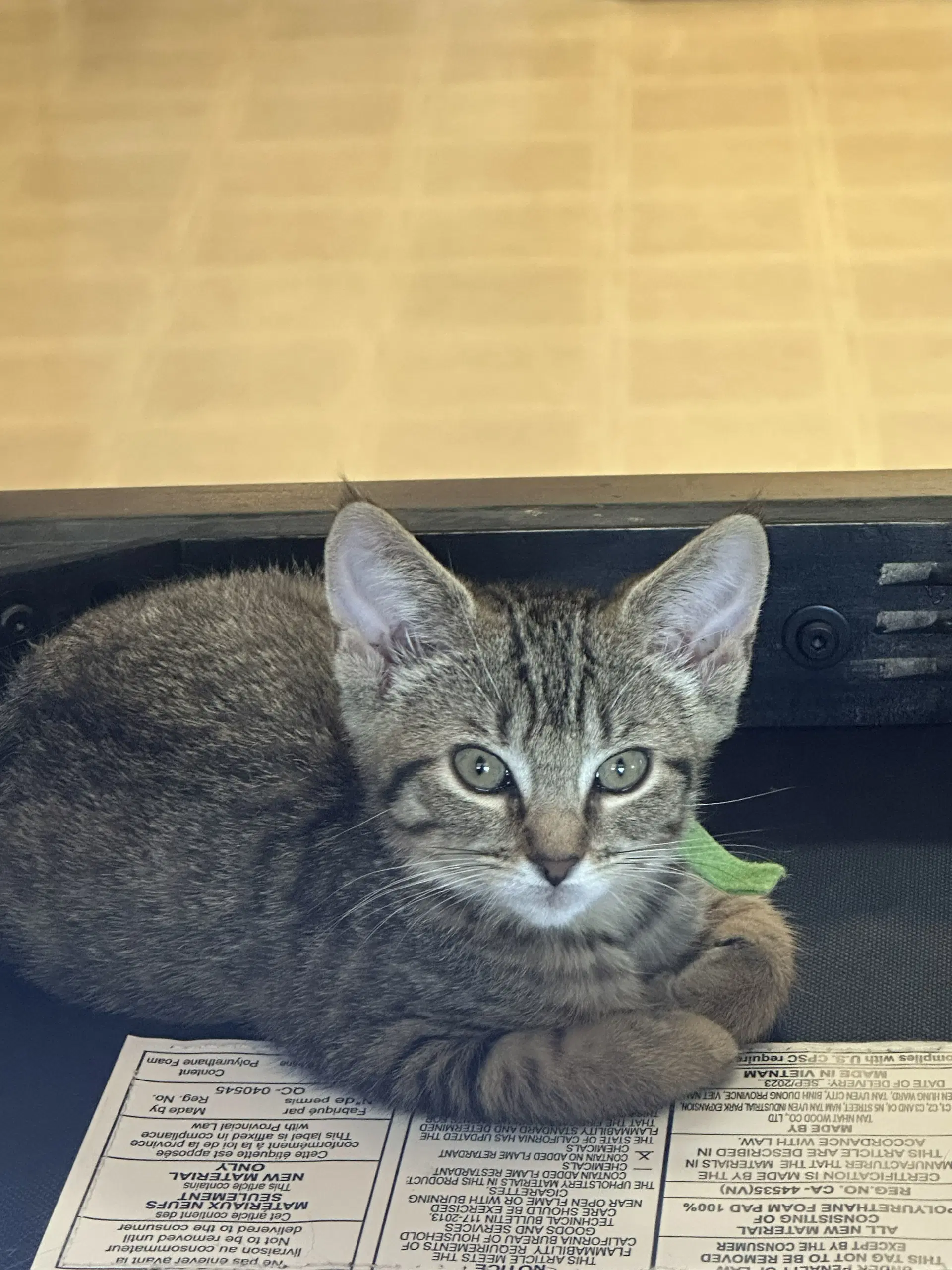 C Litter Meowjic image 3
