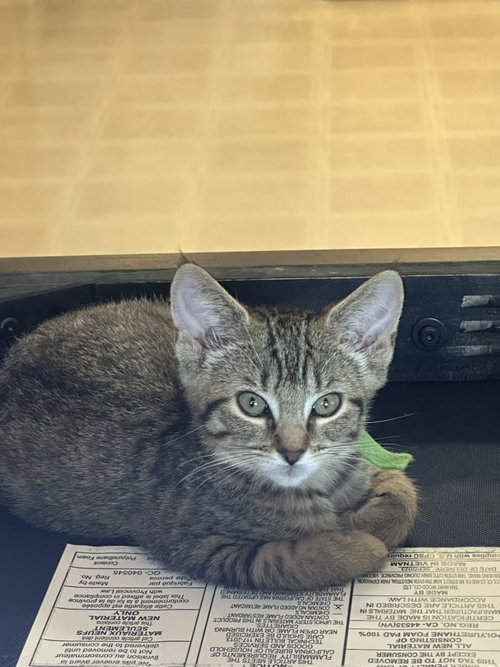 Photo 3 of C328 Litter Meowjic [bonded with Jacob]