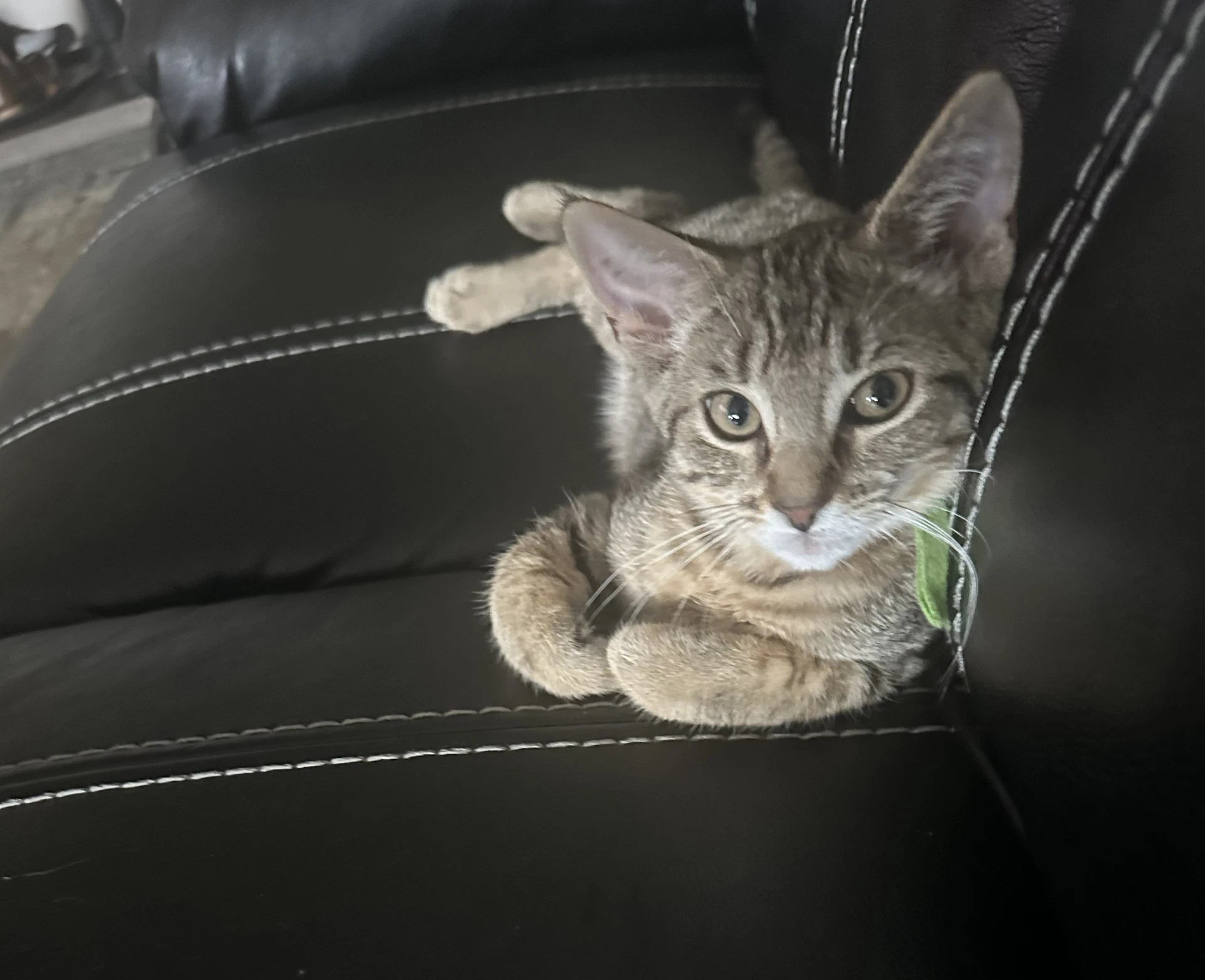 C Litter Meowjic