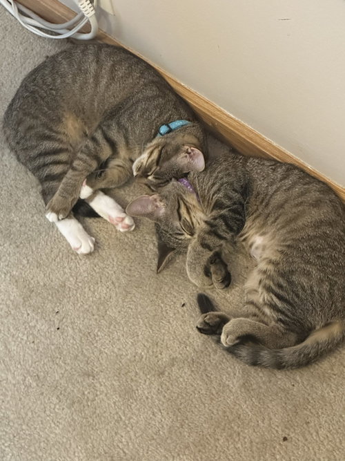 C328 Litter Meowjic [bonded with Jacob], a cat for adoption from Happy Days Dog and Cat Rescue