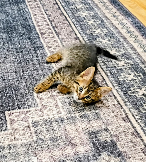 Photo 2 of C328 Litter Tucker (Pending Adoption)