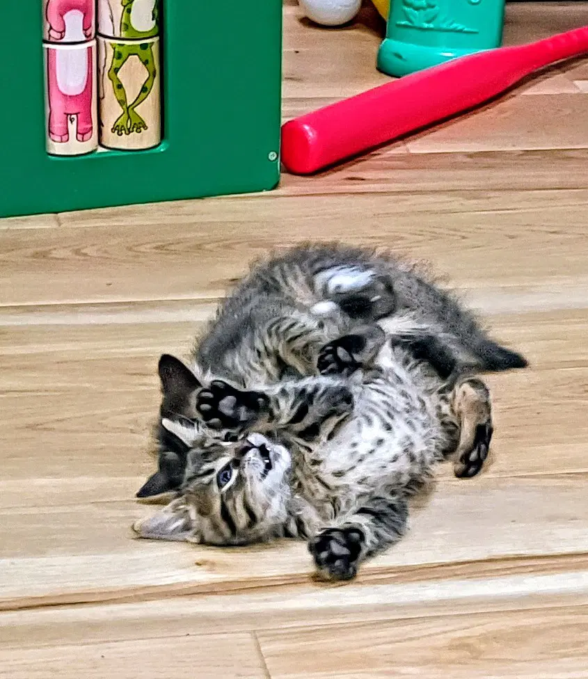 C Litter Tucker Pending Adoption image 4
