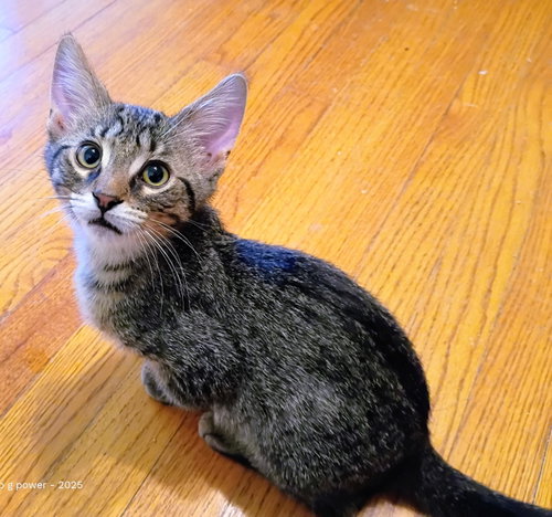 C328 Litter Tucker (Pending Adoption), a cat for adoption from Happy Days Dog and Cat Rescue