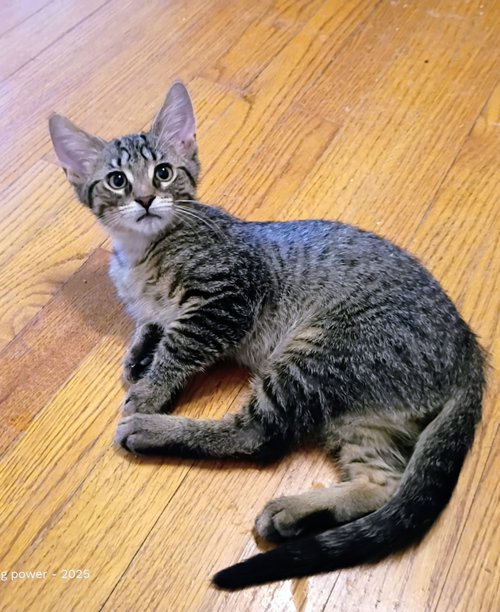 Photo 3 of C328 Litter Tucker (Pending Adoption)
