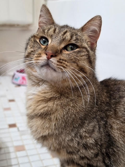 Toluene, Adult Domestic Short Hair / Tabby / Mixed (short coat), cat for adoption in Rochester Hills, Michigan