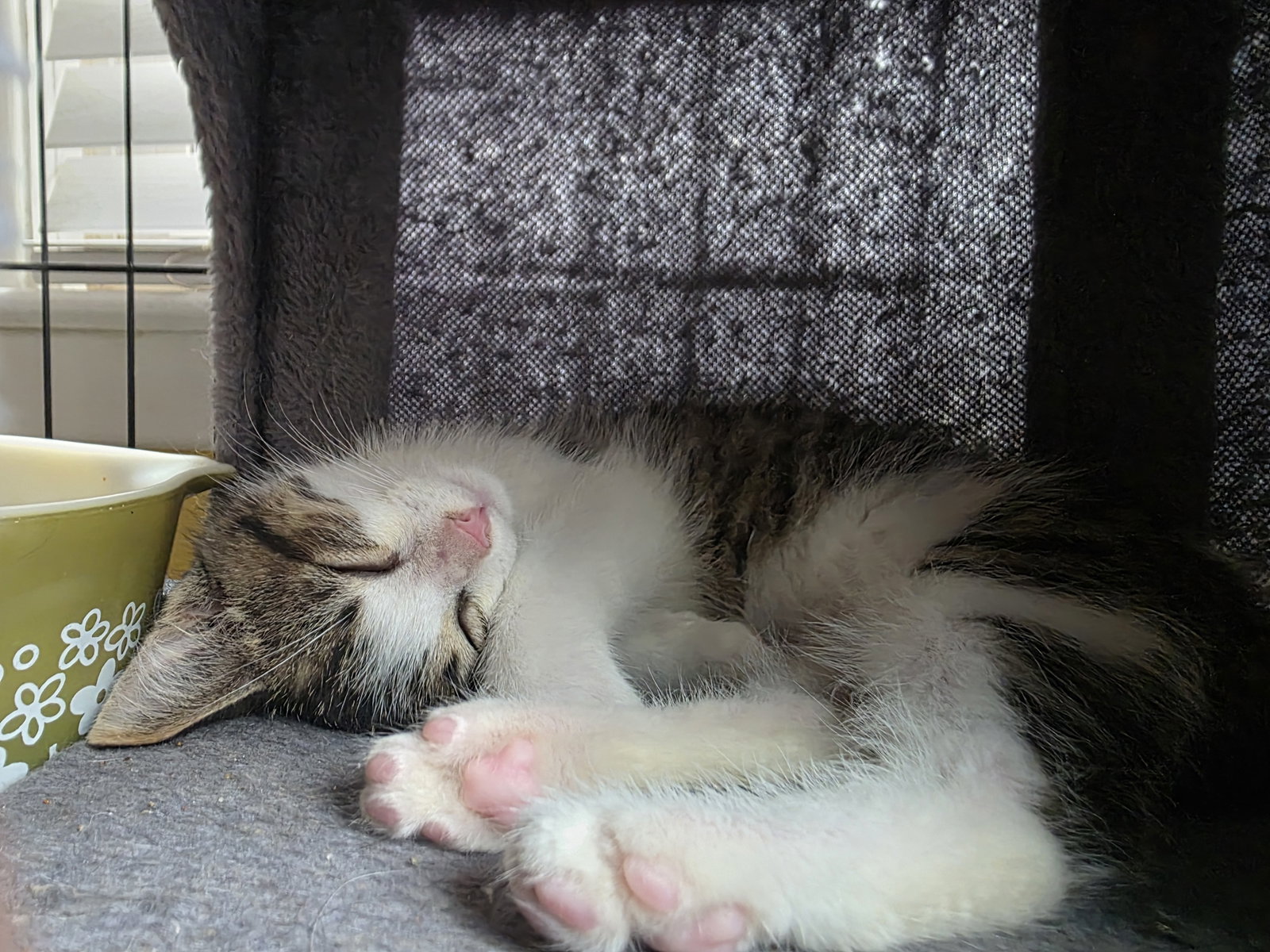 C329 Litter Snickers (adopted)