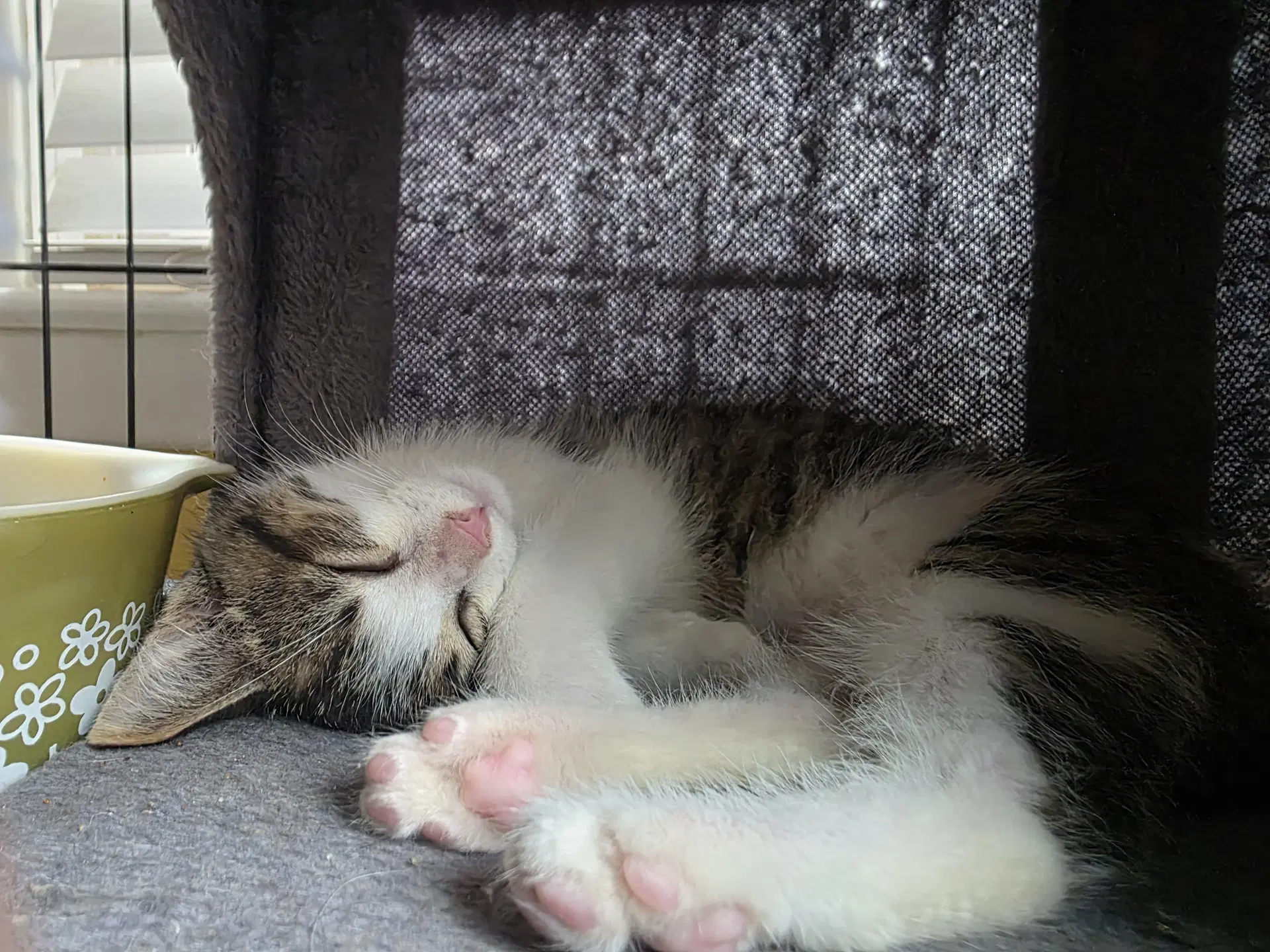 C Litter Snickers - Domestic Short Hair