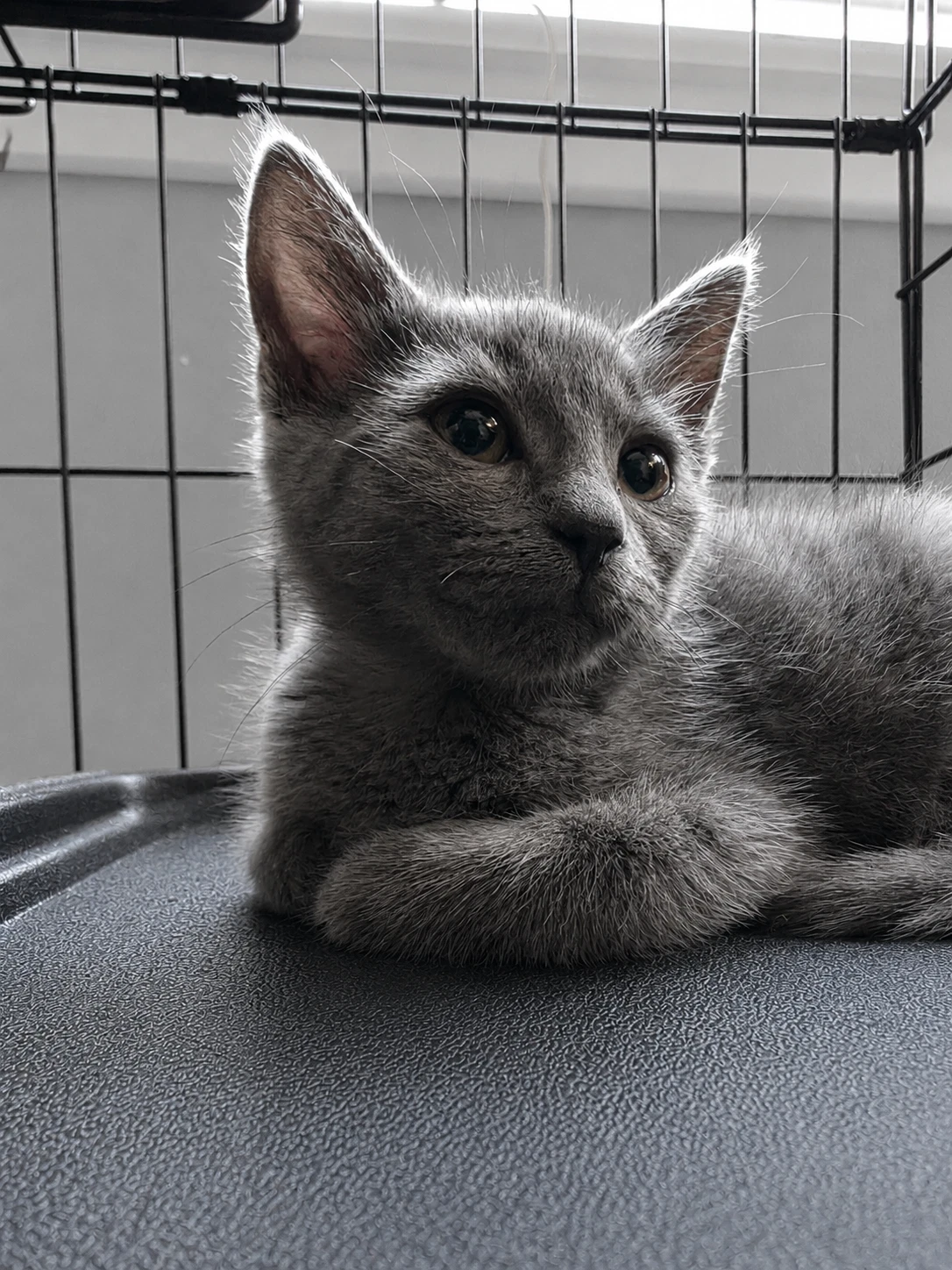 C Litter Pepper