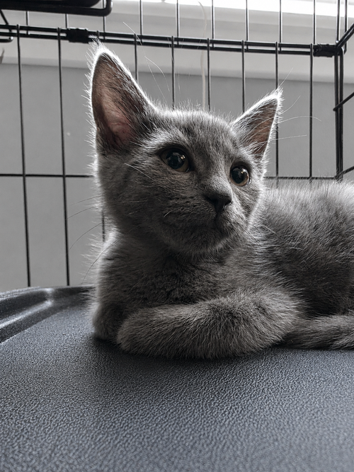 picture of the cat needing adoption