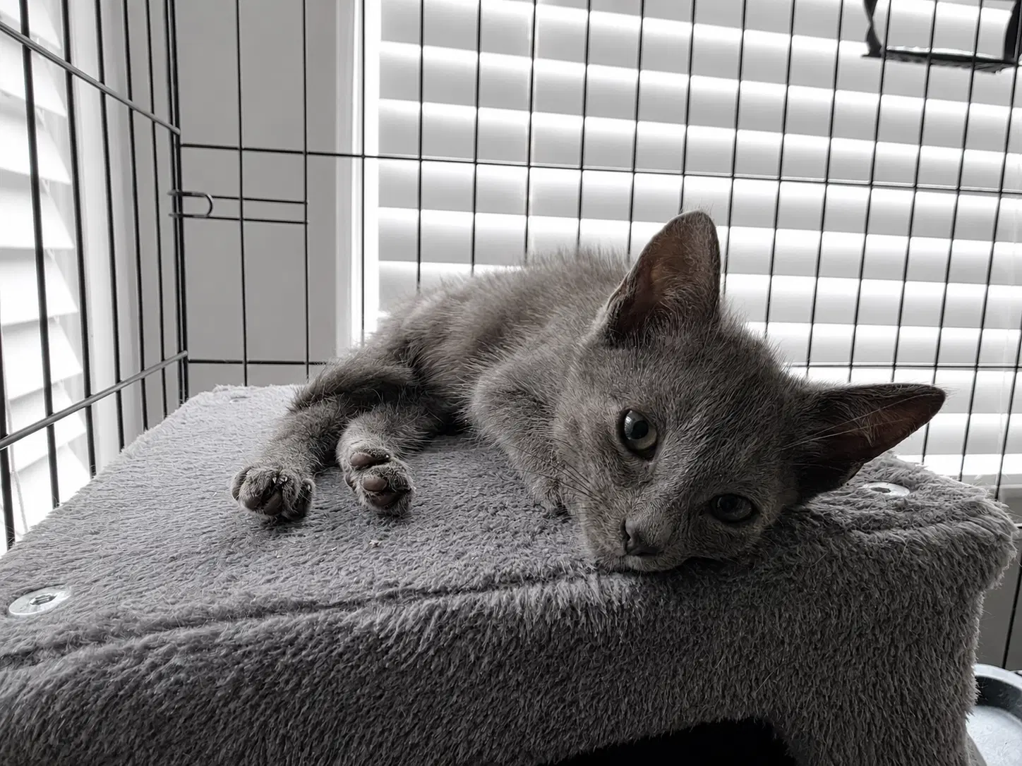 C Litter Smokey - Domestic Short Hair