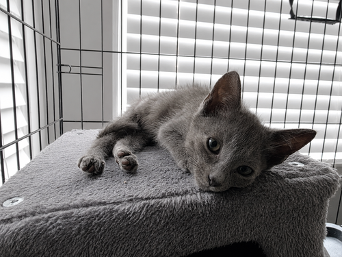 picture of the cat needing adoption