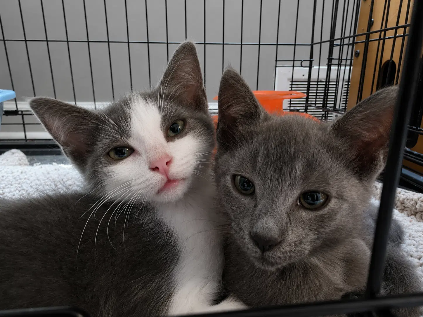 C Litter Miso - Domestic Short Hair