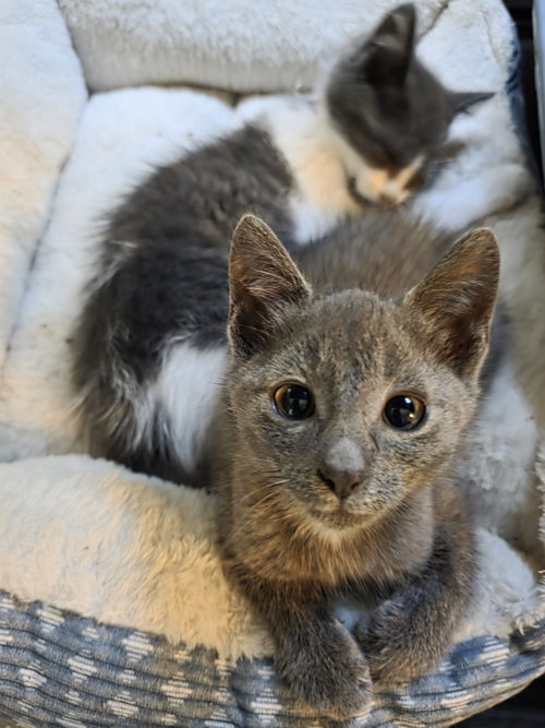 picture of the cat needing adoption