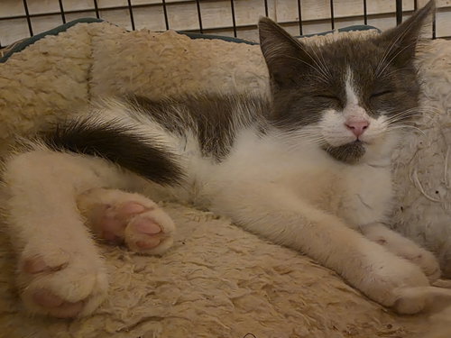 picture of the cat needing adoption