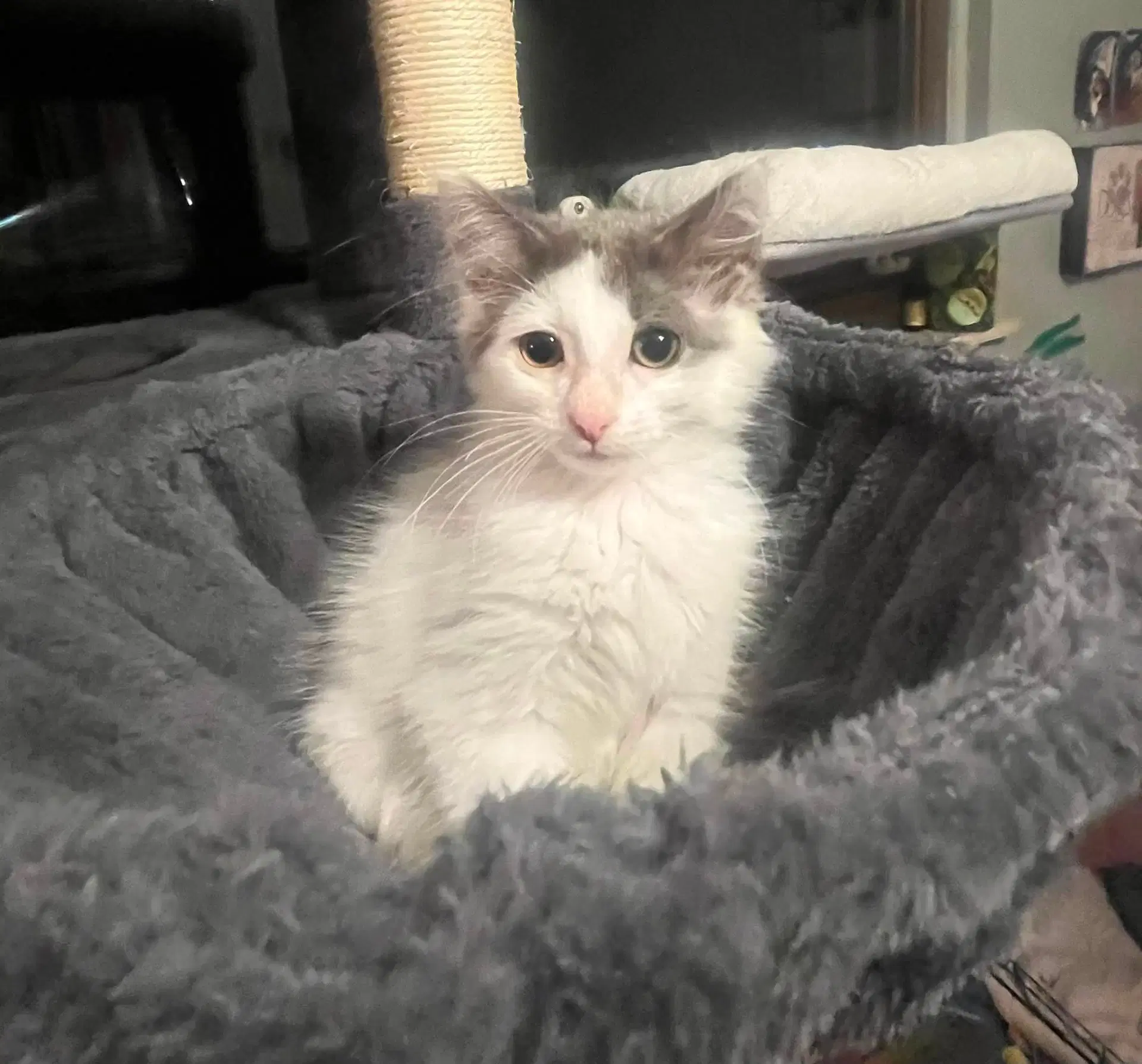 C Litter Emmy - Domestic Long Hair
