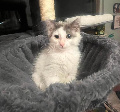 picture of the cat needing adoption