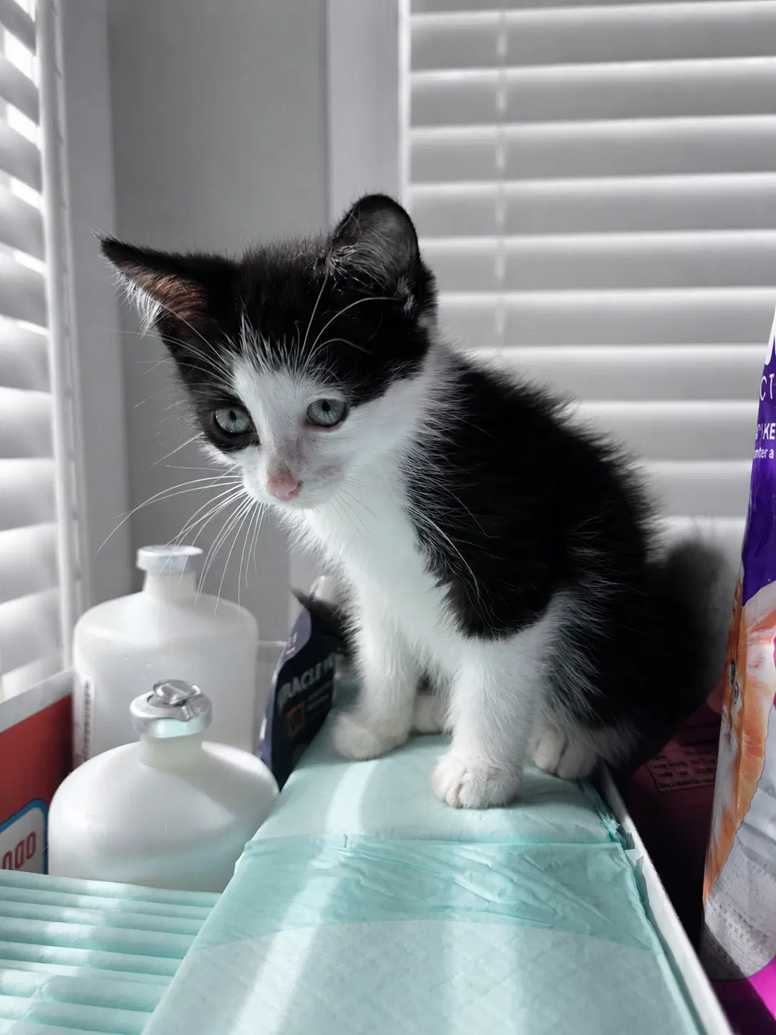 C Litter Patches - Domestic Short Hair
