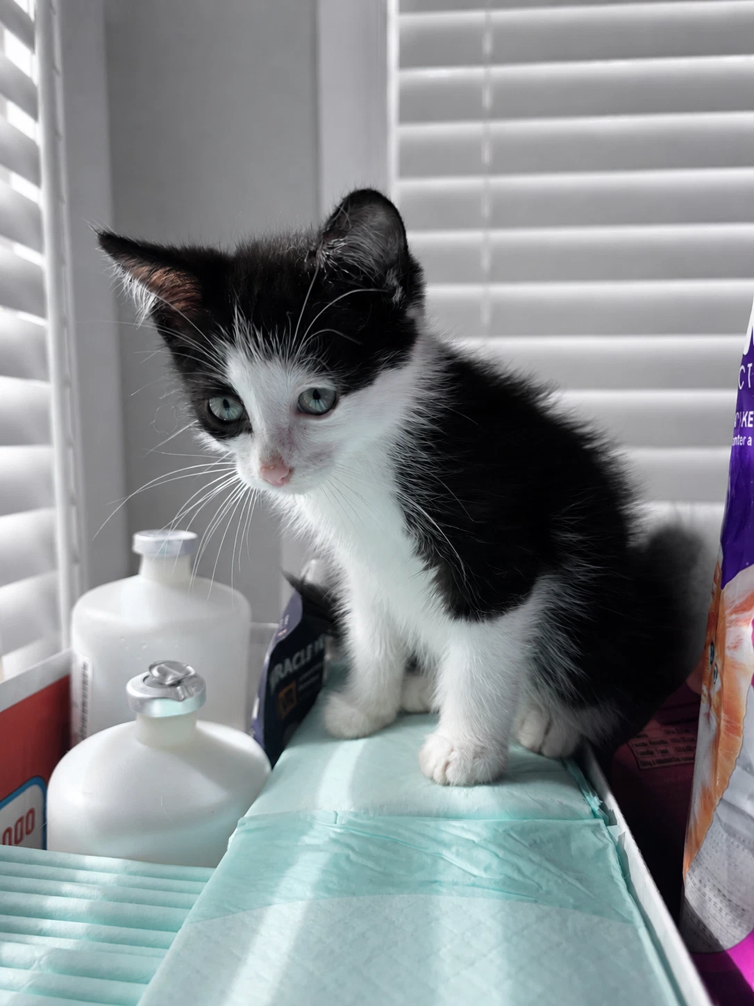C Litter Patches