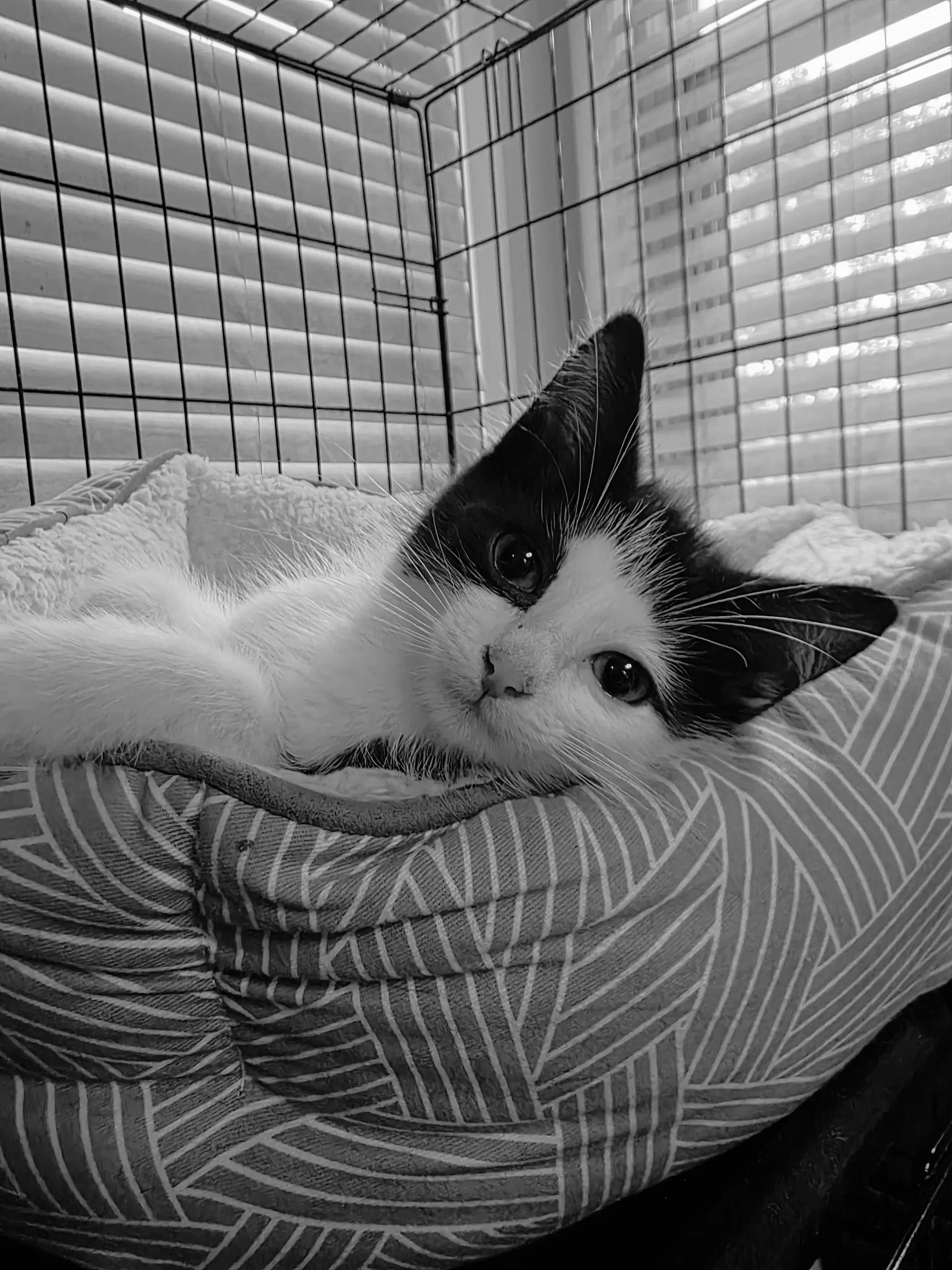 C Litter Patches image 2