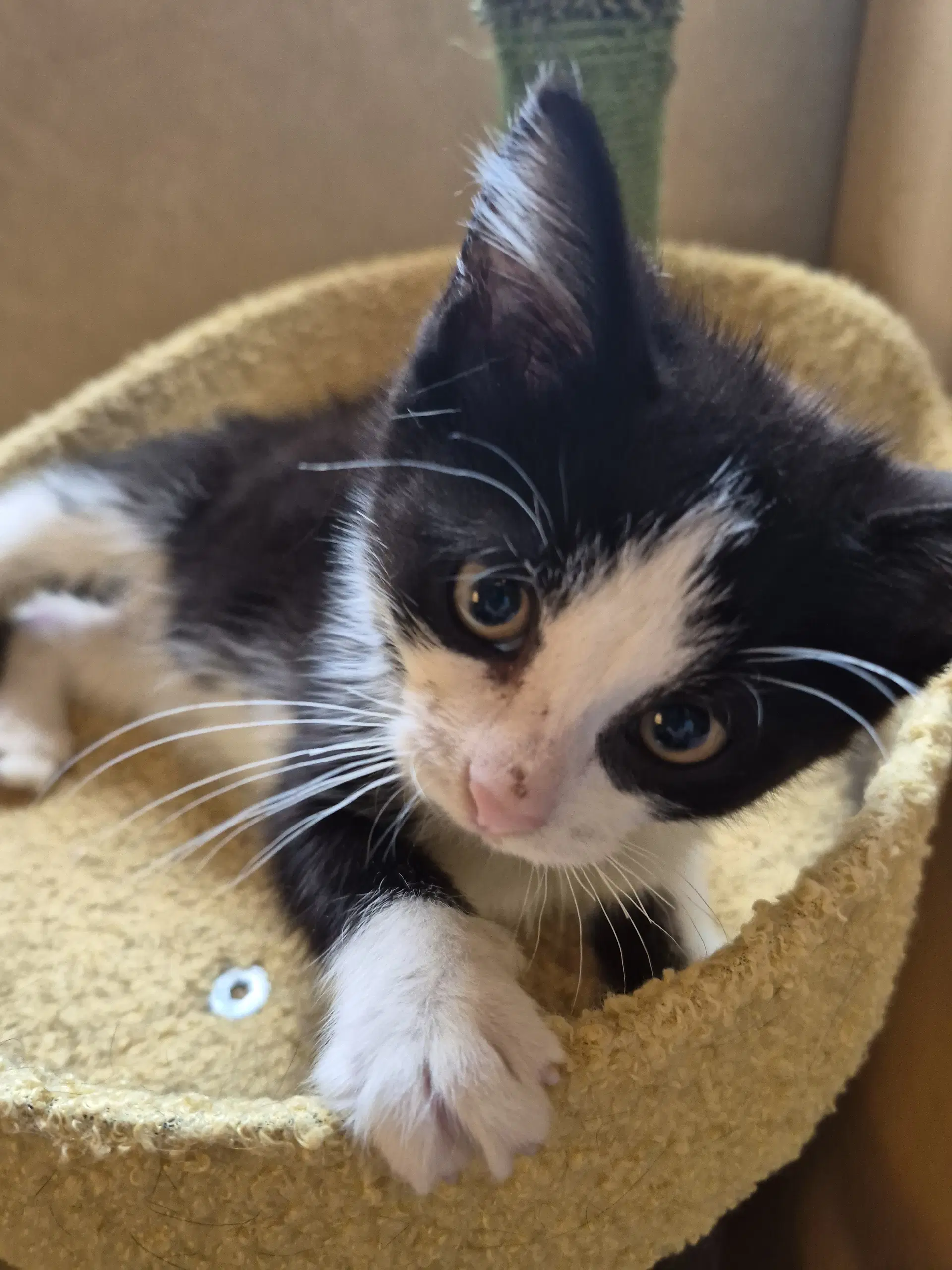 Mercy - Domestic Medium Hair