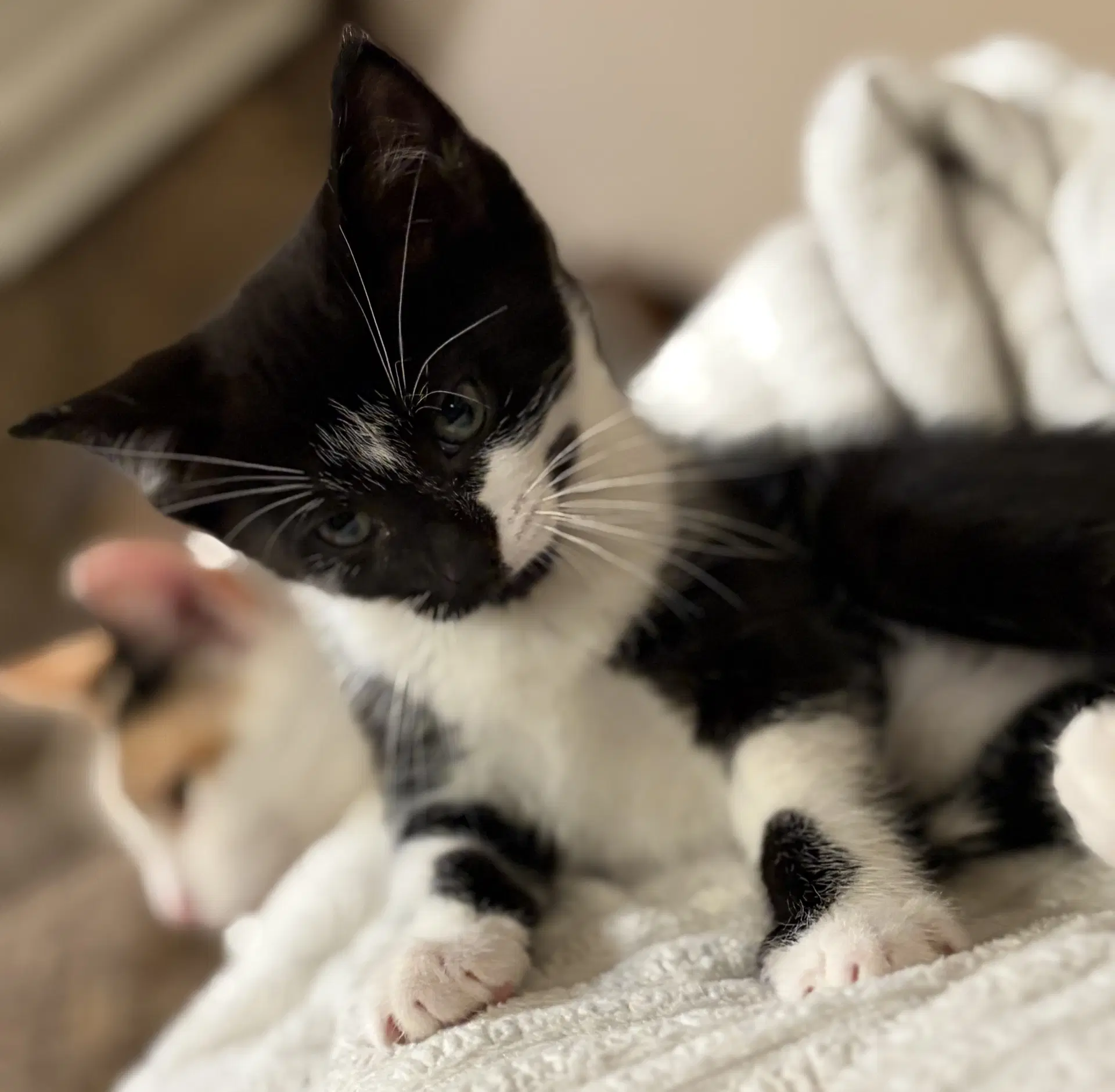 C Litter Io - Domestic Short Hair