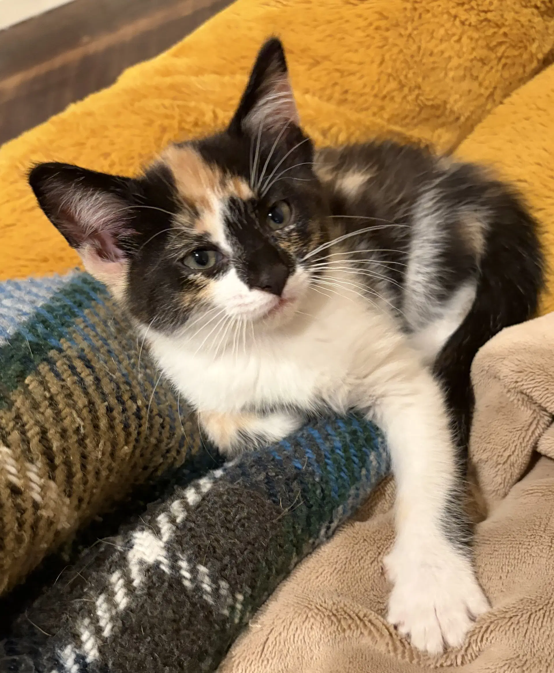 C Litter Blaze - Domestic Short Hair