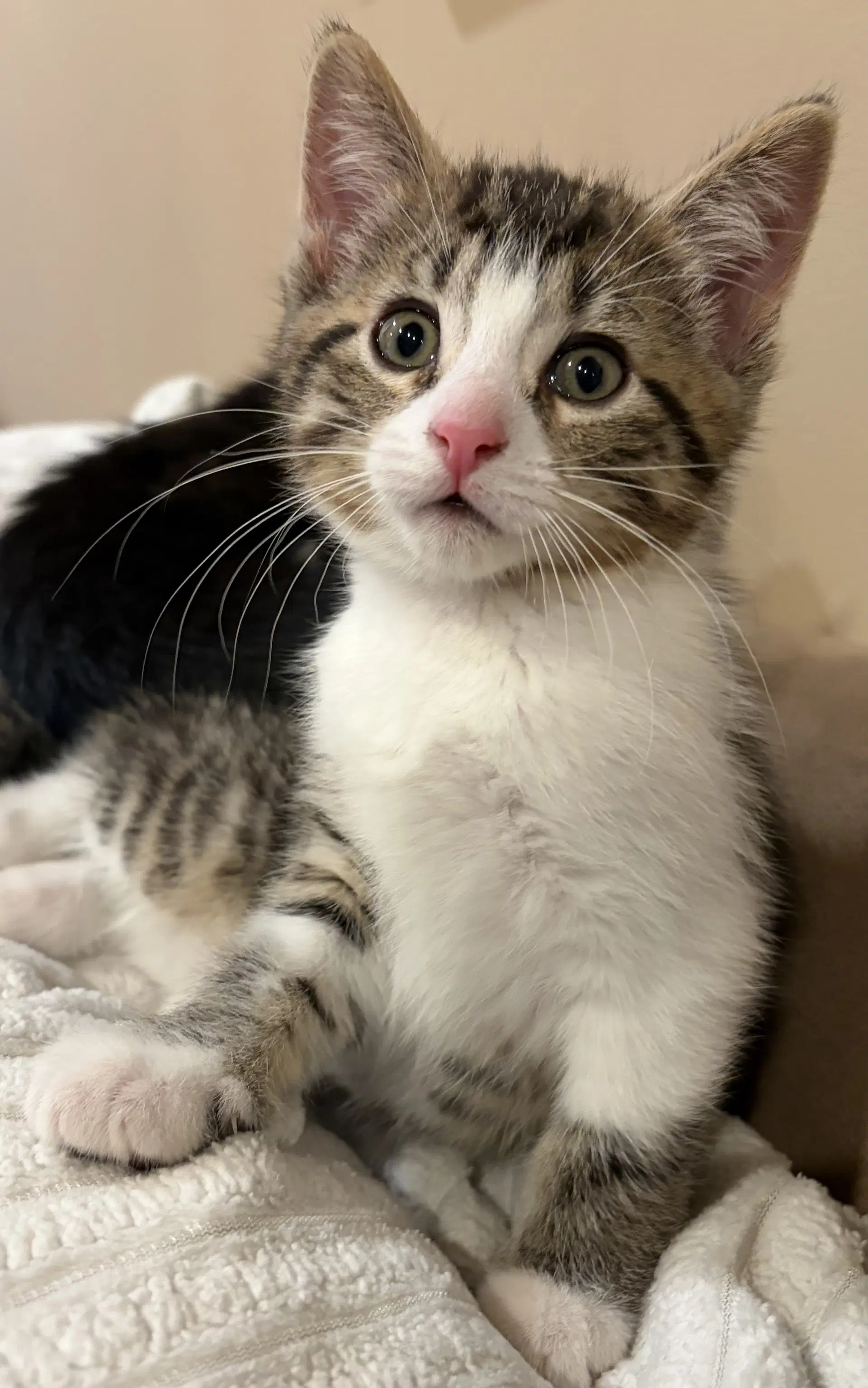 C Litter Rocca - Domestic Short Hair