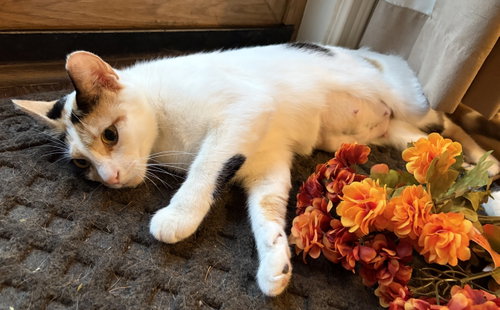 C331 Litter Vanessa, mother, a cat for adoption from Happy Days Dog and Cat Rescue