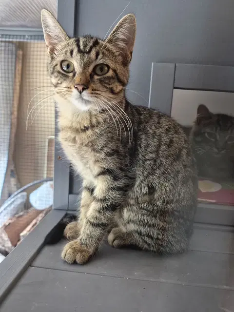 C Litter Carlee - Domestic Short Hair