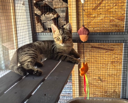 Photo 2 of C332 Litter Carlee