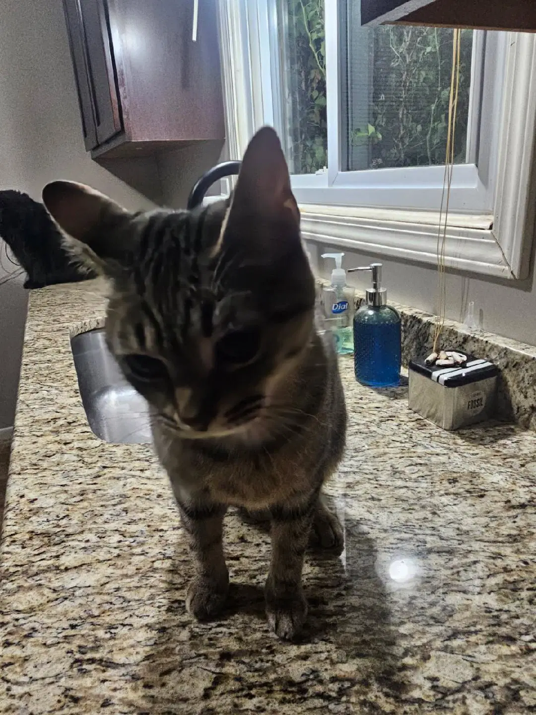 Mooshi Bonded With Panther - Domestic Short Hair