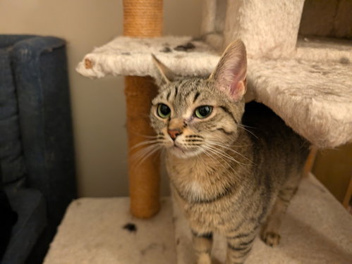 Mooshi, a cat for adoption from Happy Days Dog and Cat Rescue