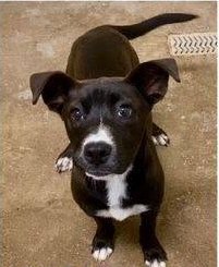 Frank, an adoptable dog